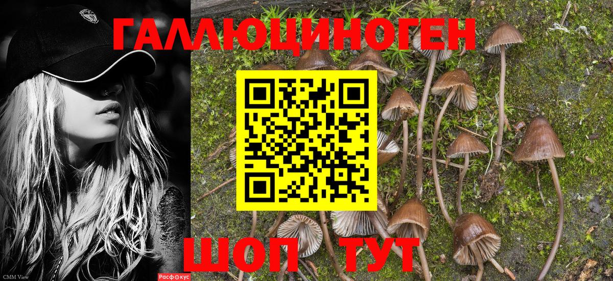Псилоцибиновые грибы Psilocybe Красноармейск